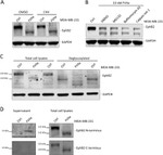 EphB2 Antibody in Western Blot (WB)