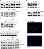 EphB2 Antibody in Western Blot (WB)