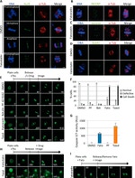 Survivin Antibody in Immunocytochemistry (ICC/IF)