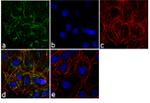 PEBP1 Antibody in Immunocytochemistry (ICC/IF)