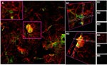 NG2 Antibody in Immunohistochemistry (IHC)