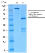 Catenin, gamma (Cardiomyocyte Marker) Antibody in SDS-PAGE (SDS-PAGE)