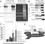 nNOS Antibody in Western Blot (WB)