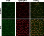 nNOS Antibody in Immunohistochemistry (IHC)