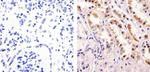 nNOS Antibody in Immunohistochemistry (Paraffin) (IHC (P))