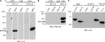 6x-His Tag Antibody in Western Blot (WB)