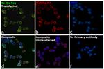 6x-His Tag Antibody in Immunocytochemistry (ICC/IF)