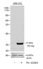 6x-His Tag Antibody in Western Blot (WB)