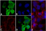 6x-His Tag Antibody in Immunocytochemistry (ICC/IF)