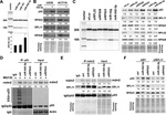 RPL11 Antibody in Western Blot (WB)