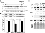 RPL11 Antibody in Western Blot (WB)