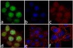 RPL11 Antibody in Immunocytochemistry (ICC/IF)