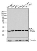 RPL11 Antibody in Western Blot (WB)