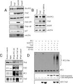 Cullin 1 Antibody in Western Blot (WB)