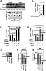 BTRC Antibody in Western Blot, Flow Cytometry (WB, Flow)