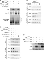 BTRC Antibody in Western Blot, Immunoprecipitation (WB, IP)