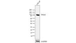 PSMA Antibody in Western Blot (WB)