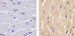 SOCS1 Antibody in Immunohistochemistry (Paraffin) (IHC (P))