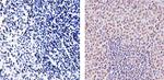 SOCS1 Antibody in Immunohistochemistry (Paraffin) (IHC (P))