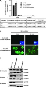 EphA2 Antibody in Western Blot (WB)