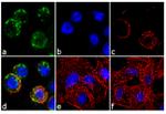 EphA2 Antibody in Immunocytochemistry (ICC/IF)