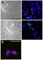 Connexin 36 Antibody in Immunocytochemistry (ICC/IF)