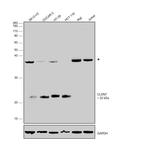 Claudin 7 Antibody in Western Blot (WB)