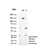 Suprabasin (SBSN) (CALB1) Antibody in SDS-PAGE (SDS-PAGE)