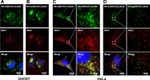 Claudin 1 Antibody in Immunocytochemistry (ICC/IF)