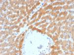 ARF1 (Golgi Apparatus Marker) Antibody in Immunohistochemistry (Paraffin) (IHC (P))