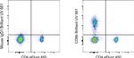 CD8b Antibody in Flow Cytometry (Flow)