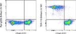 TER-119 Antibody in Flow Cytometry (Flow)