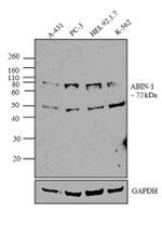 TNIP1 Antibody in Western Blot (WB)