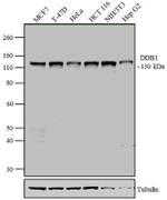 DDB1 Antibody in Western Blot (WB)