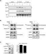 FBXO5 Antibody in Western Blot (WB)