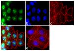 PLK1 Antibody in Immunocytochemistry (ICC/IF)