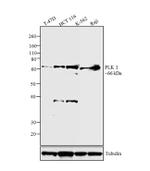 PLK1 Antibody in Western Blot (WB)