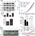 V5 Tag Antibody in Western Blot (WB)