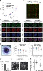 V5 Tag Antibody in Immunocytochemistry (ICC/IF)