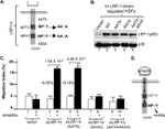 LRP1 Antibody in Western Blot (WB)