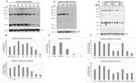 Ubiquilin 2 Antibody in Western Blot (WB)