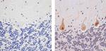 Ubiquilin 2 Antibody in Immunohistochemistry (Paraffin) (IHC (P))