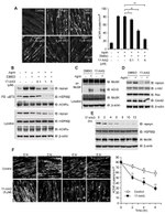 HSP90 beta Antibody in Western Blot (WB)