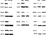 HSP90 beta Antibody in Western Blot (WB)