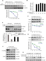 HSP90 beta Antibody in Western Blot (WB)