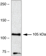 VPS34 Antibody in Western Blot (WB)