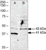 WNT2B Antibody in Western Blot (WB)