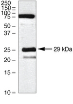 Claudin 18 Antibody in Western Blot (WB)