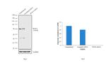 TRAF6 Antibody