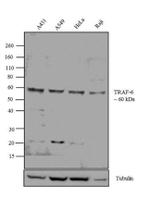 TRAF6 Antibody in Western Blot (WB)